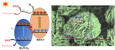 Graphical abstract: Construction of a flower-like S-scheme Bi2WO6/BiOCl nano-heterojunction with enhanced visible-light photocatalytic properties