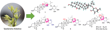 Graphical abstract: Isolation, structural elucidation, and bioactivity of cholestane derivatives from Ypsilandra thibetica