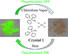 Graphical abstract: Development and mechanism of a fluorescent probe for a Mn(ii) ionic complex capable of recognizing chloroform vapor molecules