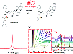 Graphical abstract: Hyperpolarization study on remdesivir with its biological reaction monitoring via signal amplification by reversible exchange