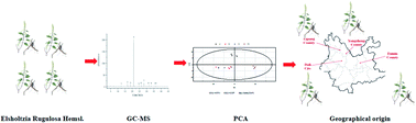 Graphical abstract: GC-MS combined with multivariate analysis for the determination of the geographical origin of Elsholtzia rugulosa Hemsl. in Yunnan province