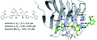 Graphical abstract: Design and synthesis of novel 3-triazolyl-1-thiogalactosides as galectin-1, -3 and -8 inhibitors