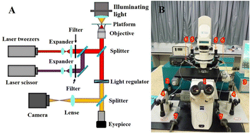 Graphical abstract: Nano-optical method for transforming a single yeast cell using exogenous genes