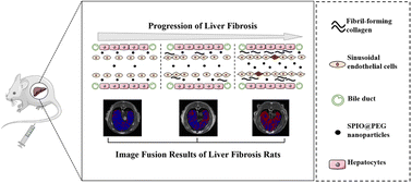 Graphical abstract: T1–T2 dual-modal magnetic resonance contrast-enhanced imaging for rat liver fibrosis stage