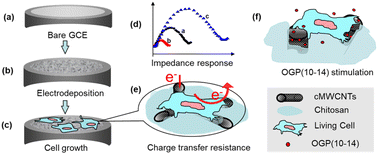 Graphical abstract: Construction of a biocompatible MWCNTs–chitosan composite interface and its application to impedance cytosensing of osteoblastic MC3T3-E1 cells