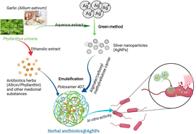 Graphical abstract: Allium sativum@AgNPs and Phyllanthus urinaria@AgNPs: a comparative analysis for antibacterial application