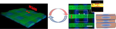Graphical abstract: Control over emergence and alignment of transient blisters in thermo-responsive gels using hierarchically patterned substrates