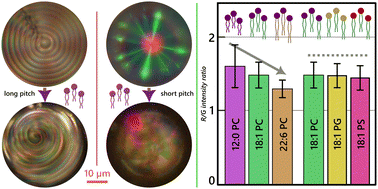Graphical abstract: Heads or tails: investigating the effects of amphiphile features on the distortion of chiral nematic liquid crystal droplets