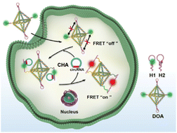 Graphical abstract: A DNA octahedral amplifier for endogenous circRNA detection and bioimaging in living cells and its biomarker study