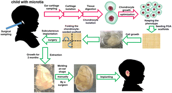 Graphical abstract: Optimization of 3D autologous chondrocyte-seeded polyglycolic acid scaffolds to mimic human ear cartilage