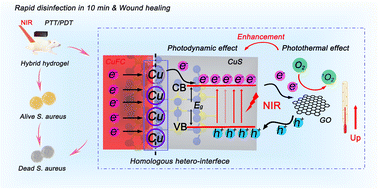 Graphical abstract: S–Cu–FC/CuS modified GO carboxymethyl cellulose hydrogel for enhanced photocatalytic sterilization through homo-heterojunction interface accelerated charge transfer