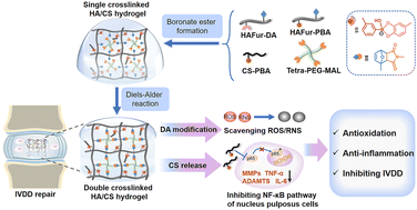 Graphical abstract: Injectable chondroitin sulfate-grafted self-antioxidant hydrogels ameliorate nucleus pulposus degeneration against overactive inflammation