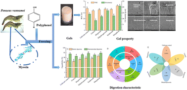 Graphical abstract: Effects of polyphenols on the gel and digestive properties of Penaeus vannamei myosin after freezing
