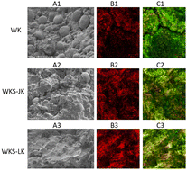 Graphical abstract: Characteristics of the microstructure and the key components of white kidney bean sourdough bread induced by mixed-strain fermentation and its influence on gut microbiota
