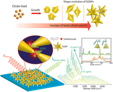 Graphical abstract: Controlled synthesis of spinous gold nanoparticles and their use for surface-enhanced Raman scattering (SERS) detection of the antibiotic sulfathiazole