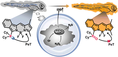 Graphical abstract: A phosphine-based fluorescent probe for fluorescent imaging of hypochlorous acid in living cells and zebrafish