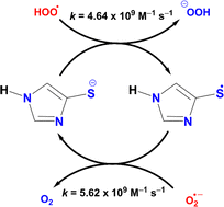 Graphical abstract: The radical scavenging activity of 4-mercaptoimidazole: theoretical insights into the mechanism, kinetics and solvent effects