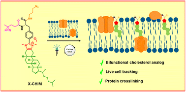 Graphical abstract: A bifunctional imidazolium-based cholesterol analog for the tracking of cellular cholesterol distributions and cholesterol–protein interactions