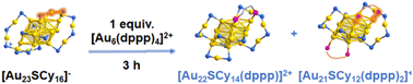 Graphical abstract: The one/two atom size-reduction of [Au23SCy16]− induced by the [Au6(dppp)4]2+ cluster