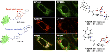 Graphical abstract: Structural features localizing the ferroptosis inhibitor GIF-2197-r to lysosomes