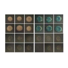 酵母单/双杂交（点对点）