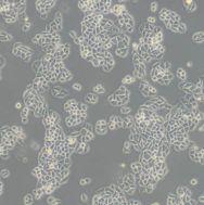 人皮肤成纤维细胞HFF