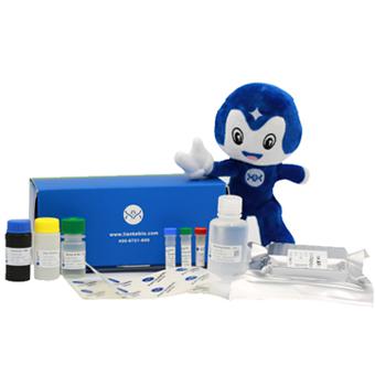 人成纤维细胞生长因子19试剂盒Human FGF-19 ELISA Kit