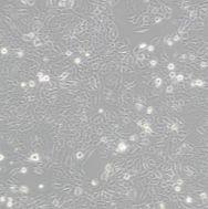 大鼠胰腺外分泌细胞AR42J