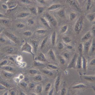 A549-LUC（人非小细胞肺癌细胞（荧光素酶标记）