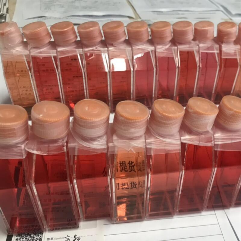 小鼠胚胎成纤维细胞