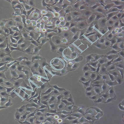 SW-780 人膀胱移行细胞癌