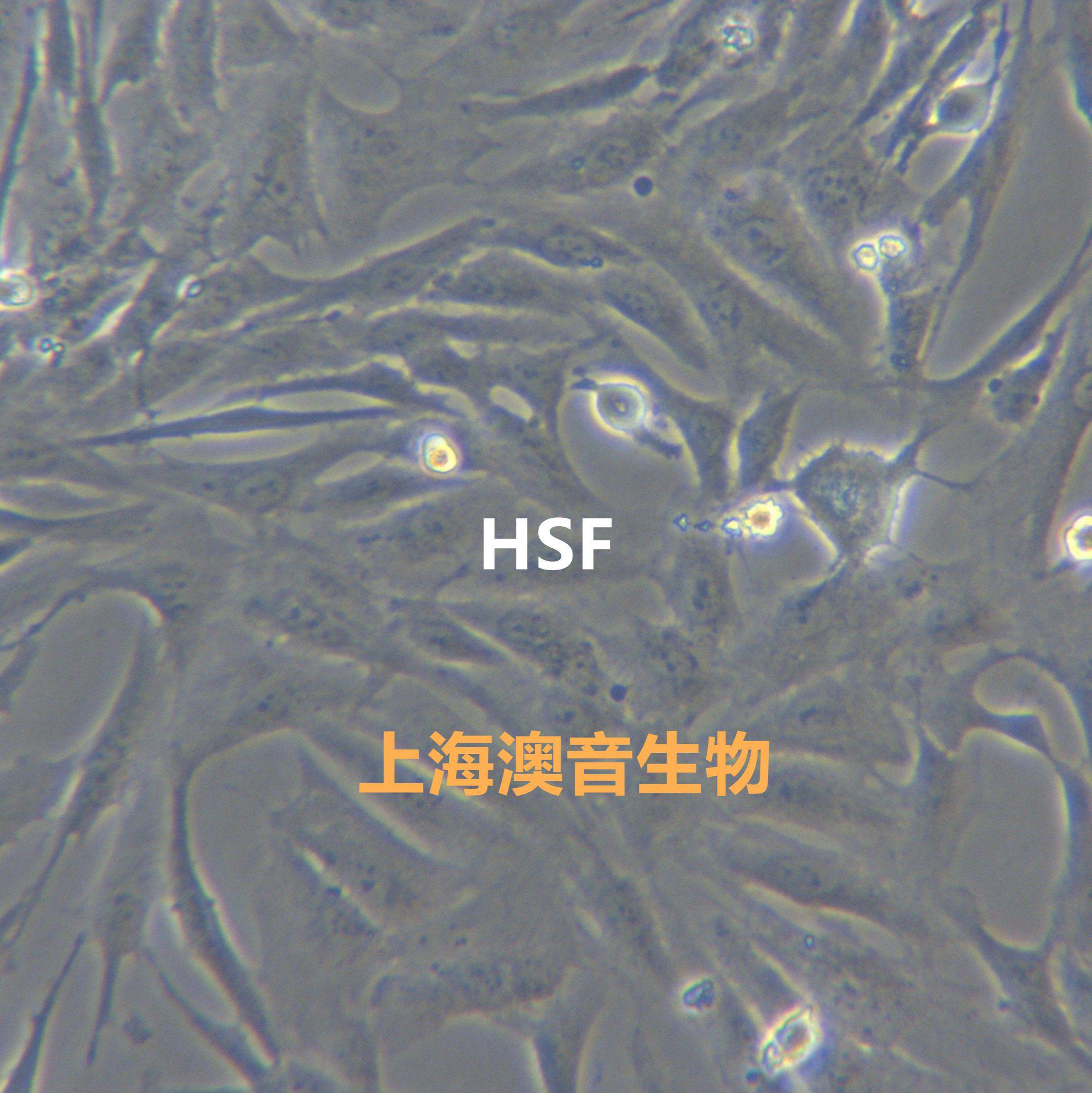 HSF皮肤成纤维细胞