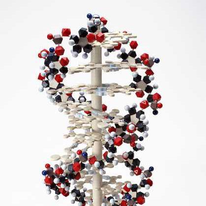 FDP 蛋白磷酸酶检测试剂盒 荧光法