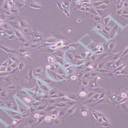 IPEC-J2猪小肠上皮细胞丨IPEC-J2细胞株