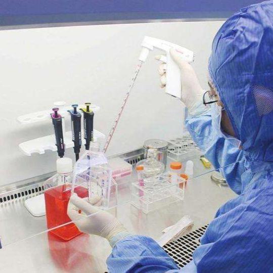 NCI-H929[H929]人骨髓瘤细胞