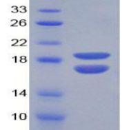 基质相互作用分子1(STIM1)重组蛋白(多属种)