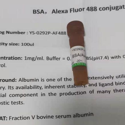 MIP3/CCL23巨噬细胞炎性蛋白抗体