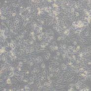 小鼠单核细胞巨噬细胞J774A.1