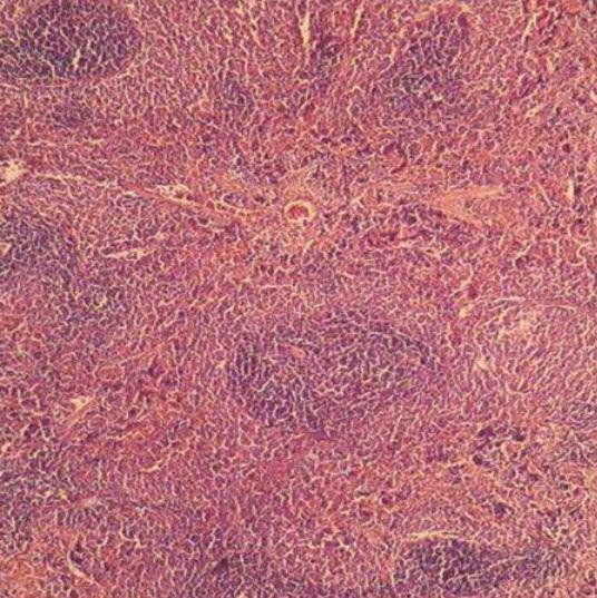 大鼠脾脏HE染色实验