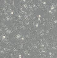 大鼠成纤维样滑膜细胞FLS