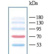 彩色预染蛋白marker（10-180kDa）