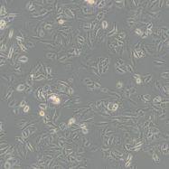 人永生化表皮细胞Hacat