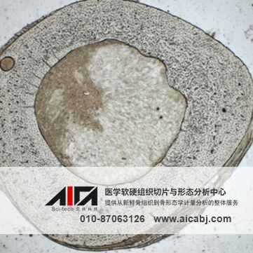 硬组织切片