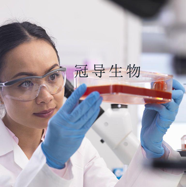 大鼠外周血淋巴体外传代细胞|完全培养基