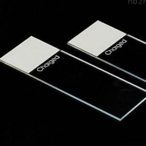 大鼠脑组织石蜡切片实验