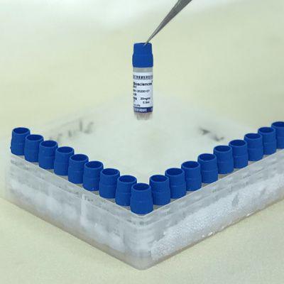 SD大鼠肝微粒体