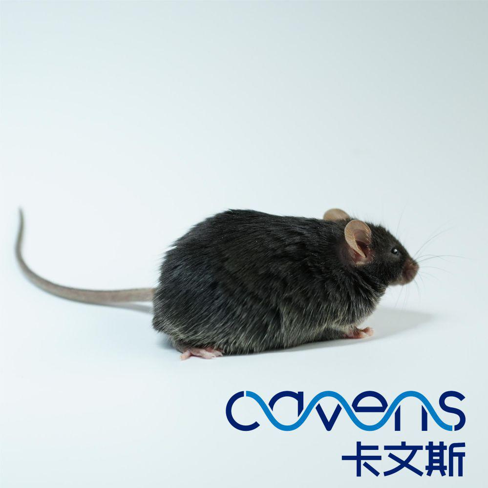 BKS-DB/DB自发二型糖尿病小鼠