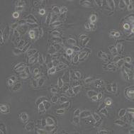 大鼠背根神经细胞DRG