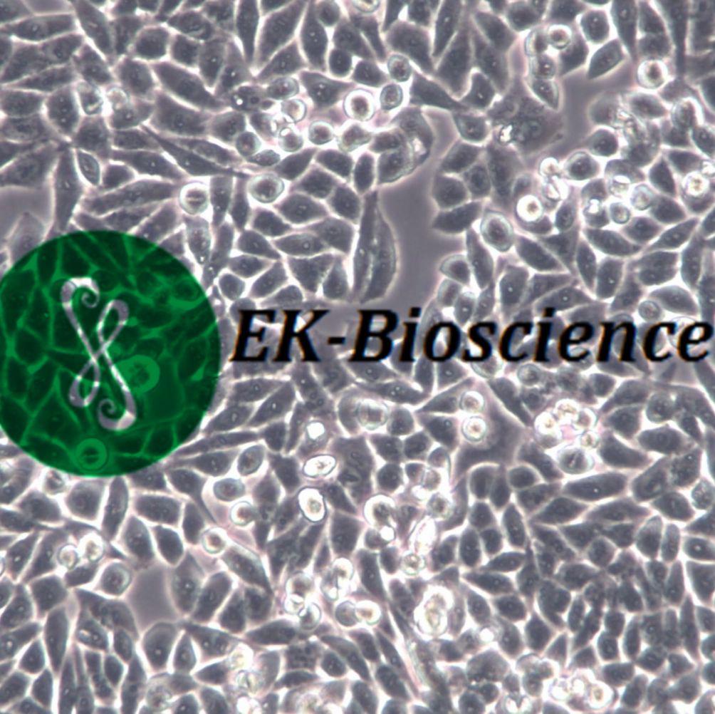 小鼠胶质瘤细胞GL261