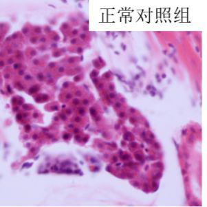 利用斑马鱼模型评价酒精性肝损伤保护作用